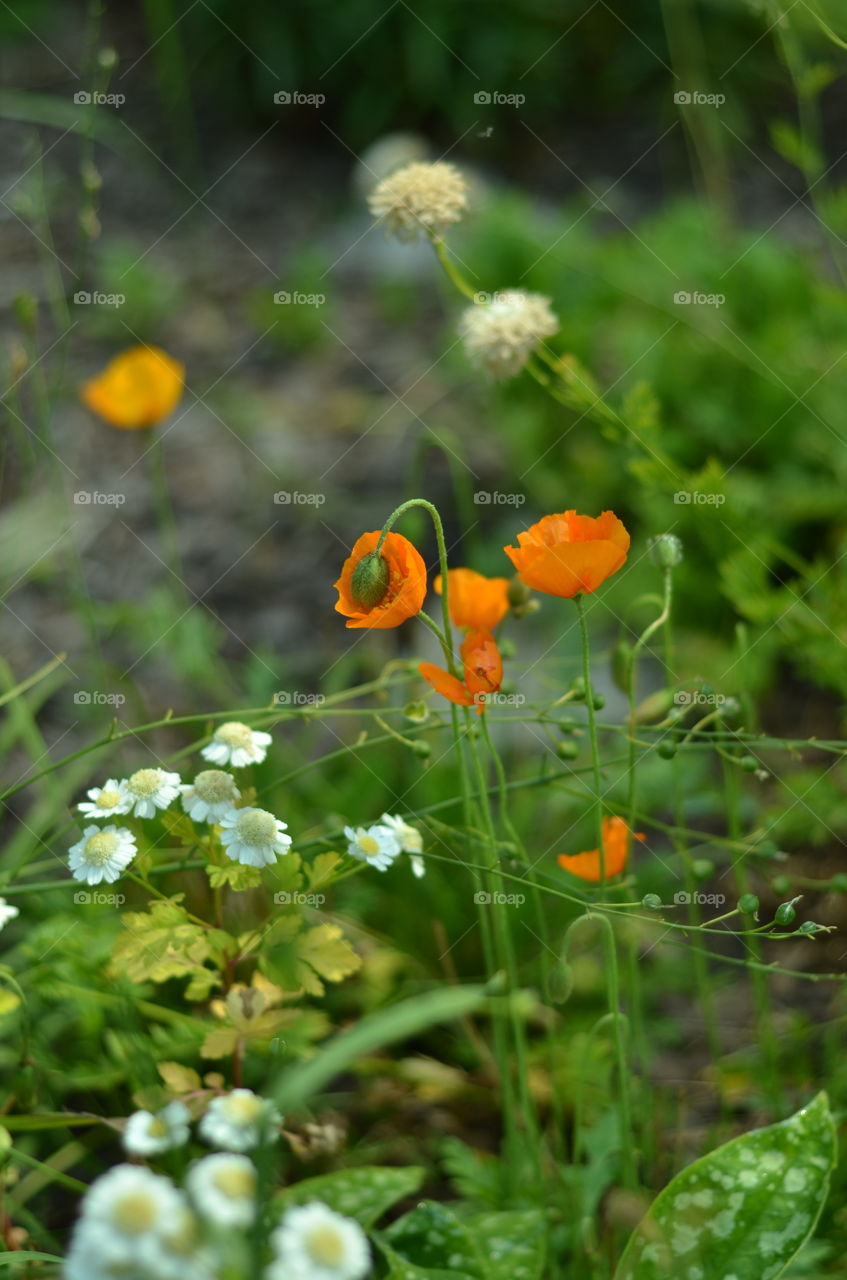 Orange and white