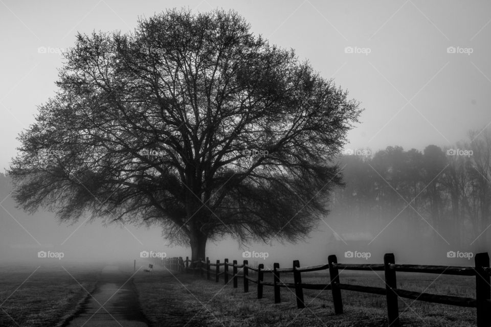 A mighty oak stands among the fog at Lake Benson Park in Garner North Carolina. 