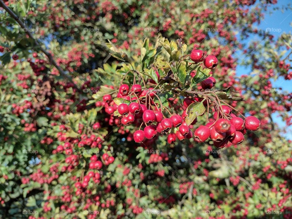 Hawthorn tree full of berries
