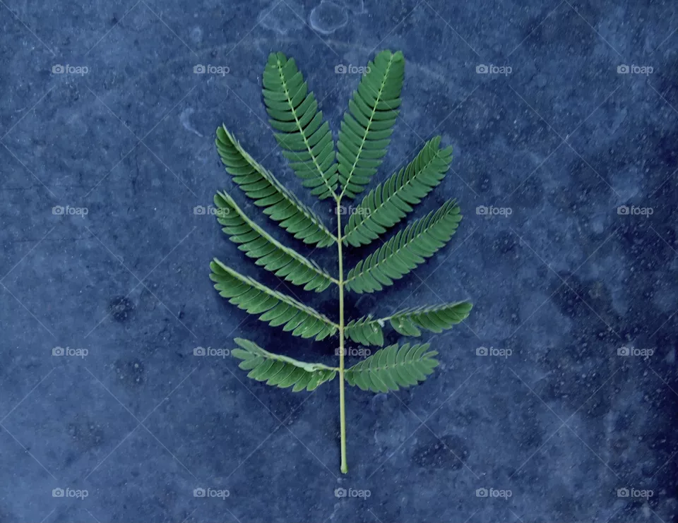 Mimosa Leaf