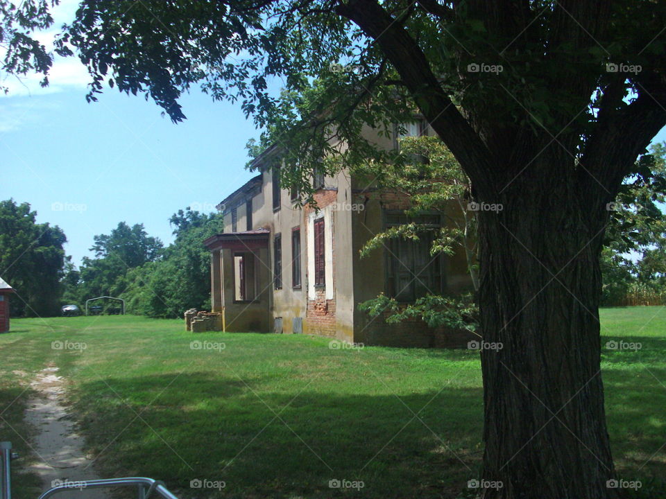 Tree, No Person, Home, Lawn, Grass