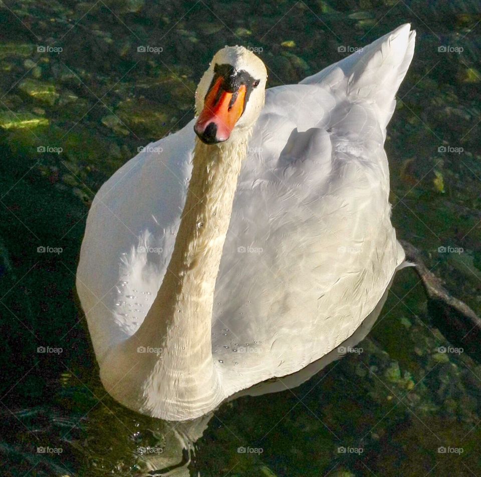 Swan staring right at you 