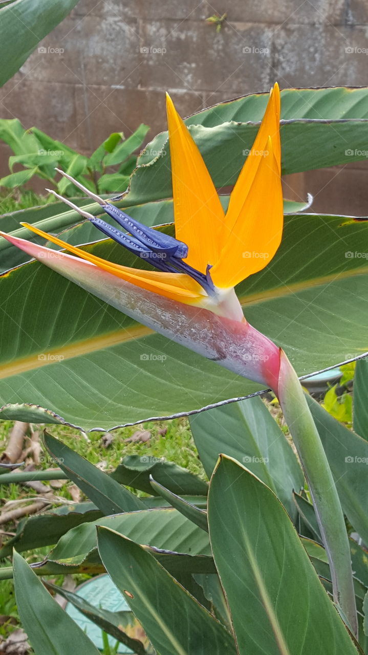 Bird of Paradise