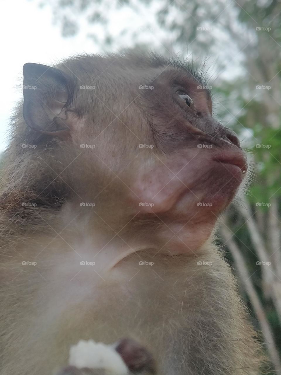 monkey face, this photo was taken on 10 january 2022