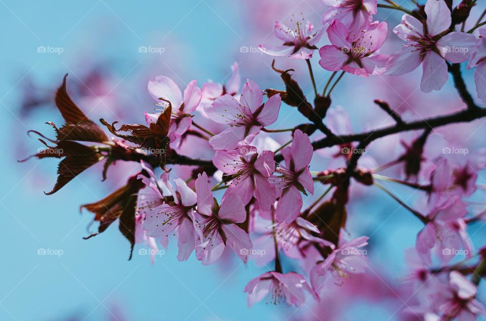 Spring brings lavender color flowers.