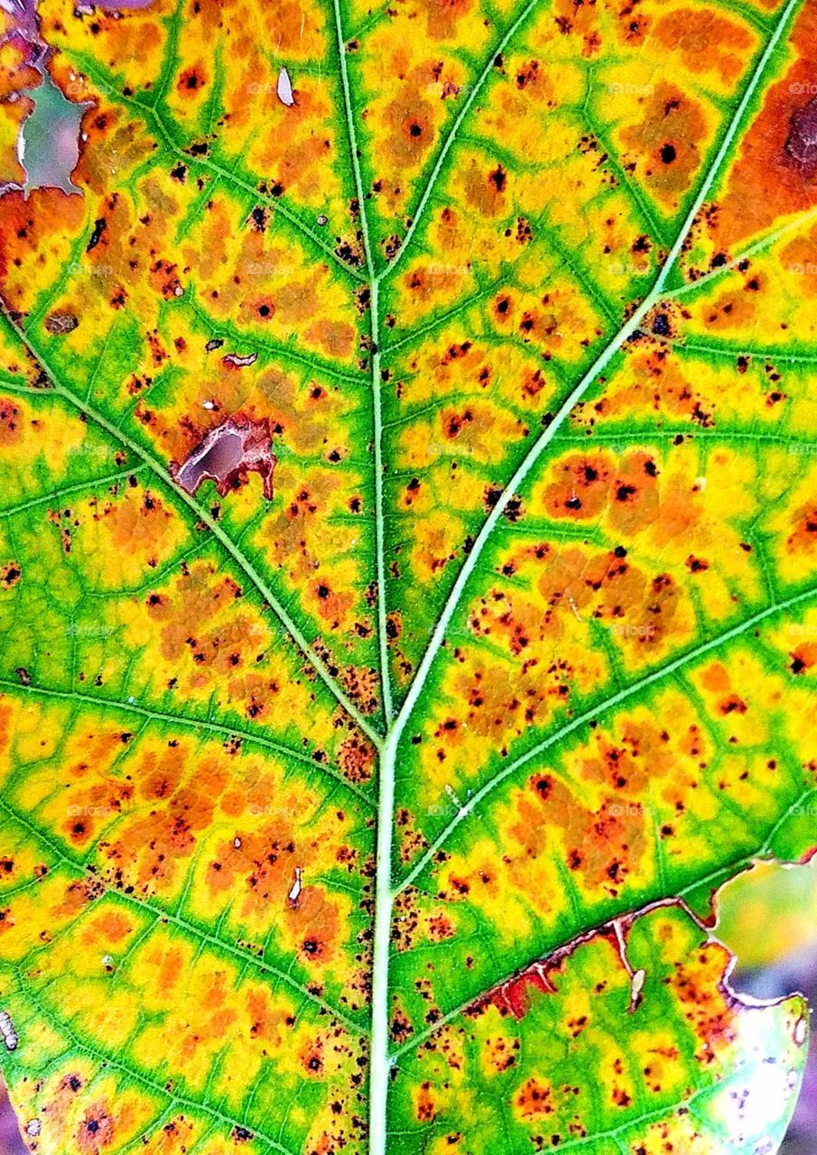 leaf turning into yellow and orange.
