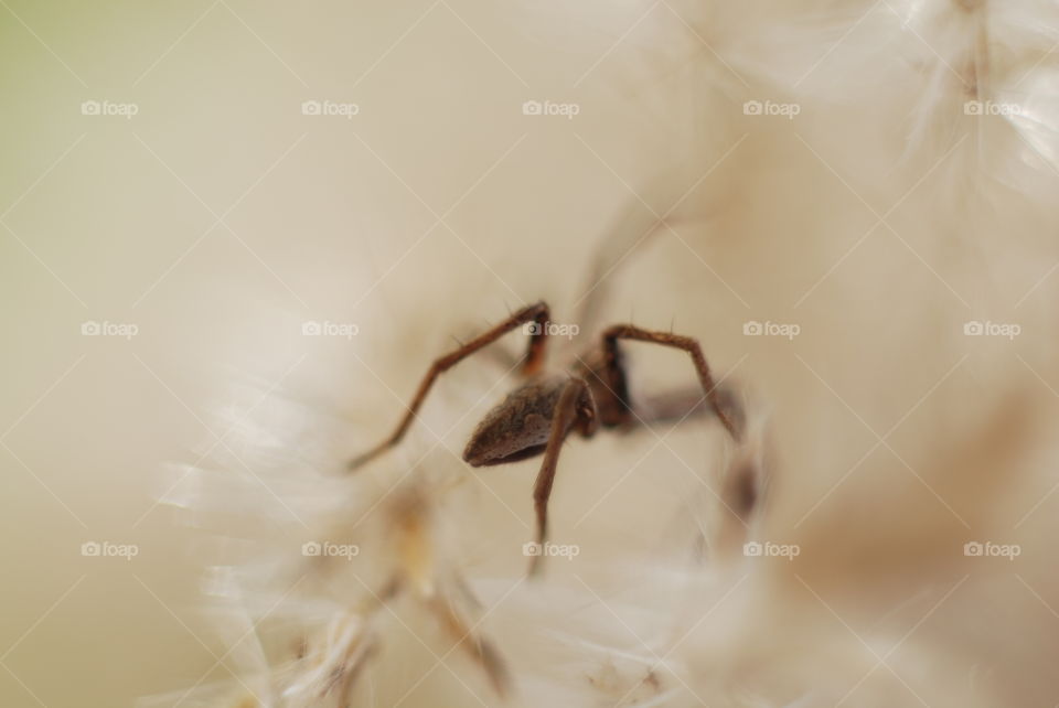 Macro shot of spider