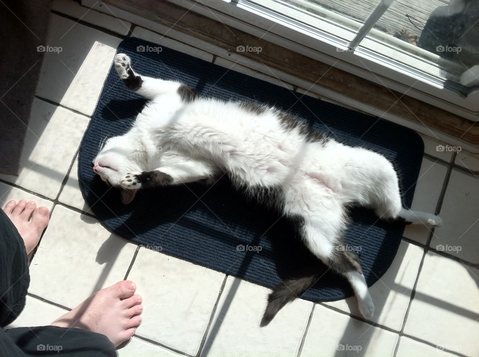Sunbathing. Cat sunbathing