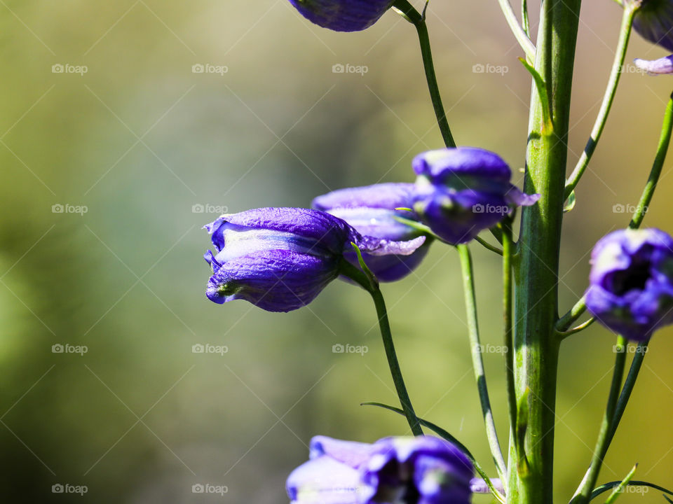 voilet purple flowers