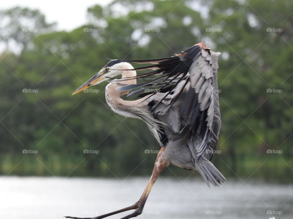 Coming into land