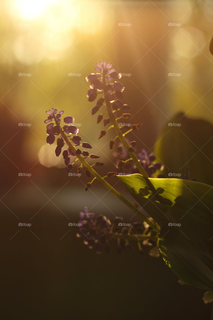 Crocuses and lily of the valley leaves under the spring setting sun