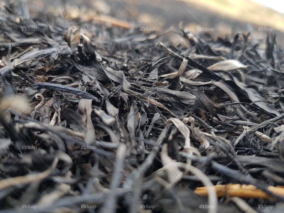 burned plant