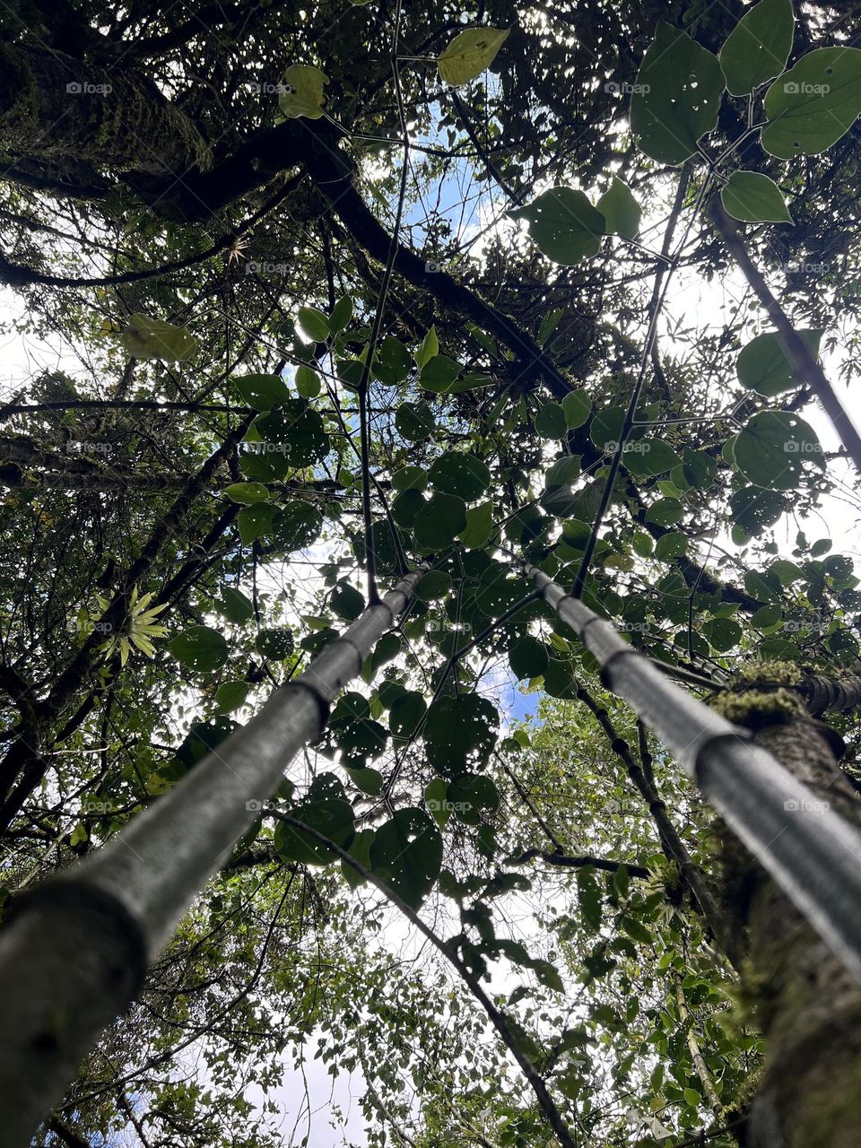 Tronco de árboles en el Bosque 