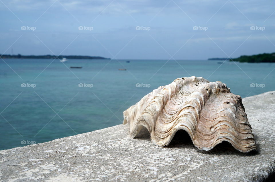 Seashell view