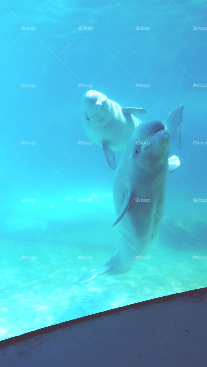 Beluga whales just wanting to have some fun
