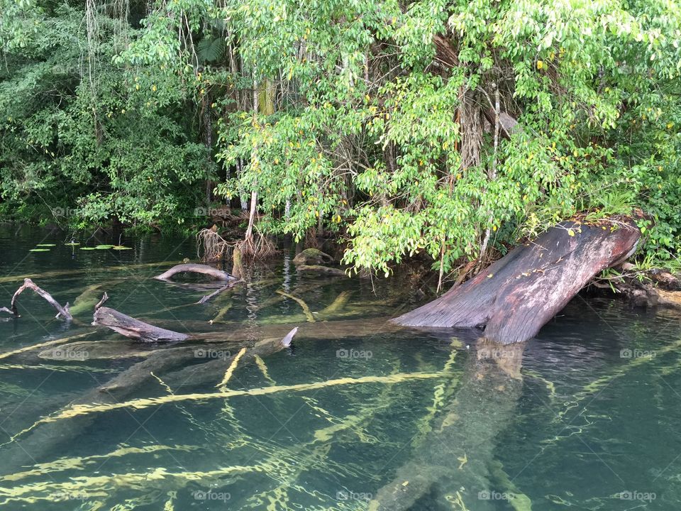 Fallen timber lying in the lake