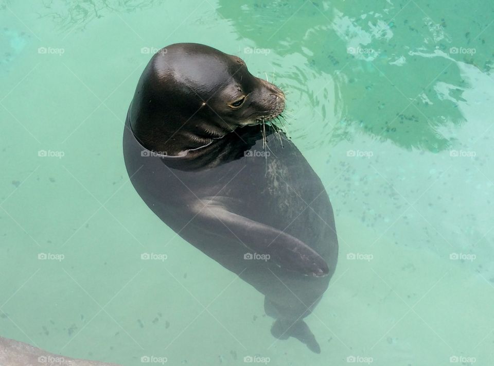 Hilarious seal floating in refreshing pool water vertically on a hot summer day! 