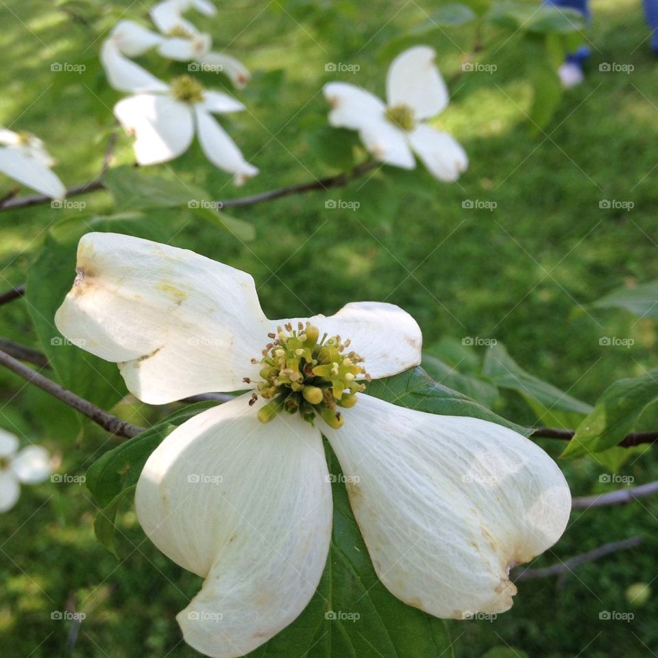 Dogwood 