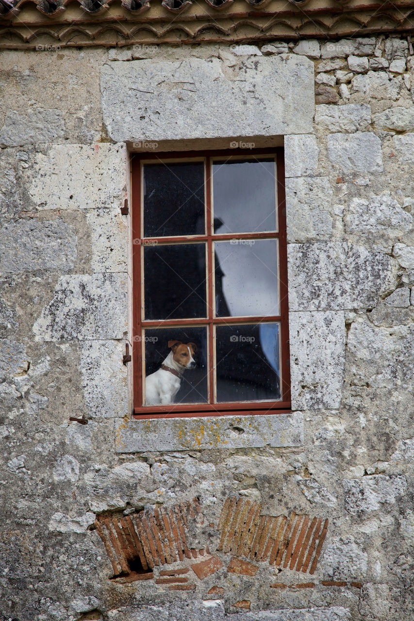 Dog in The window