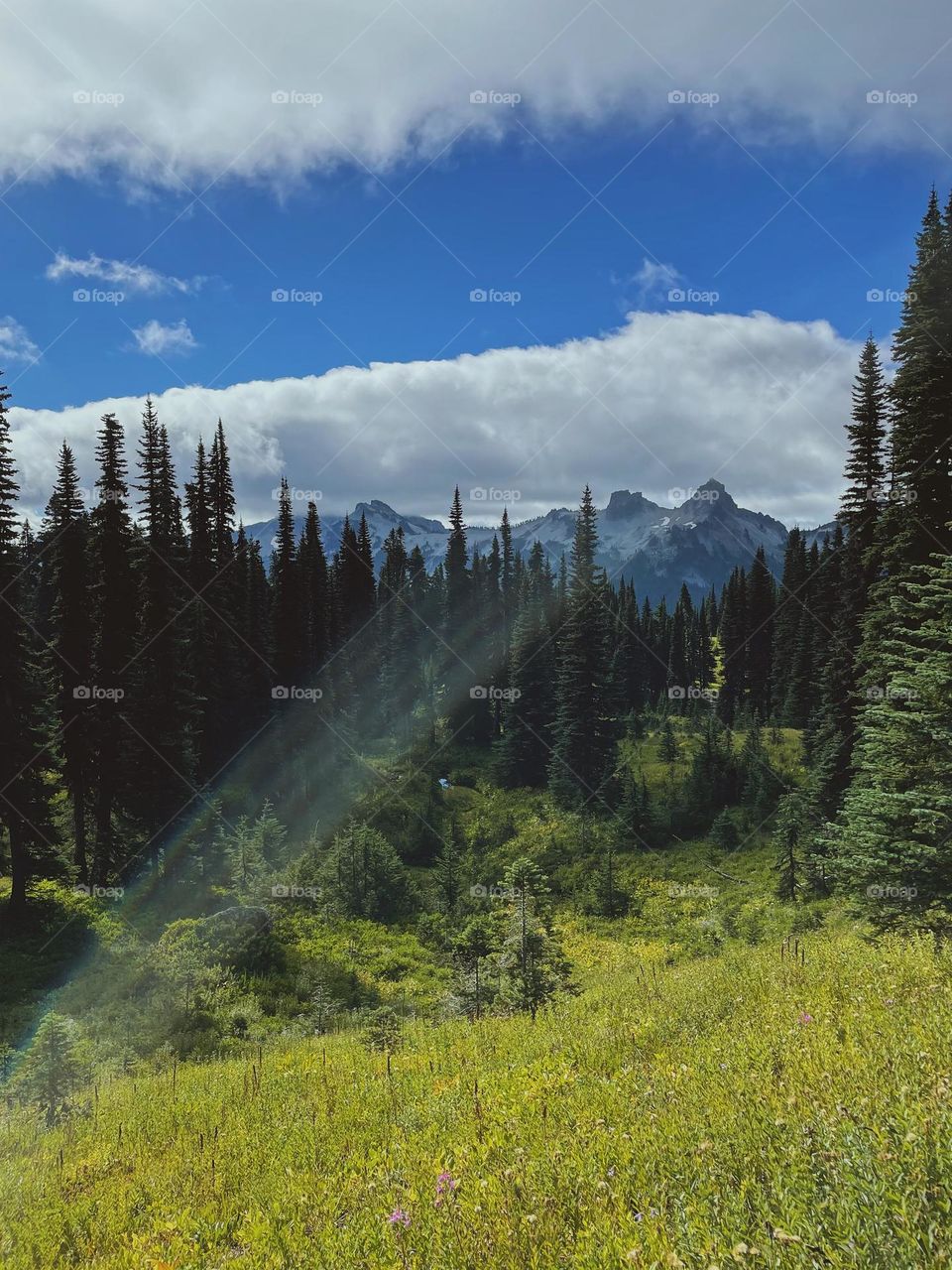 View of trees on sunny day in Mount Rainier State Park