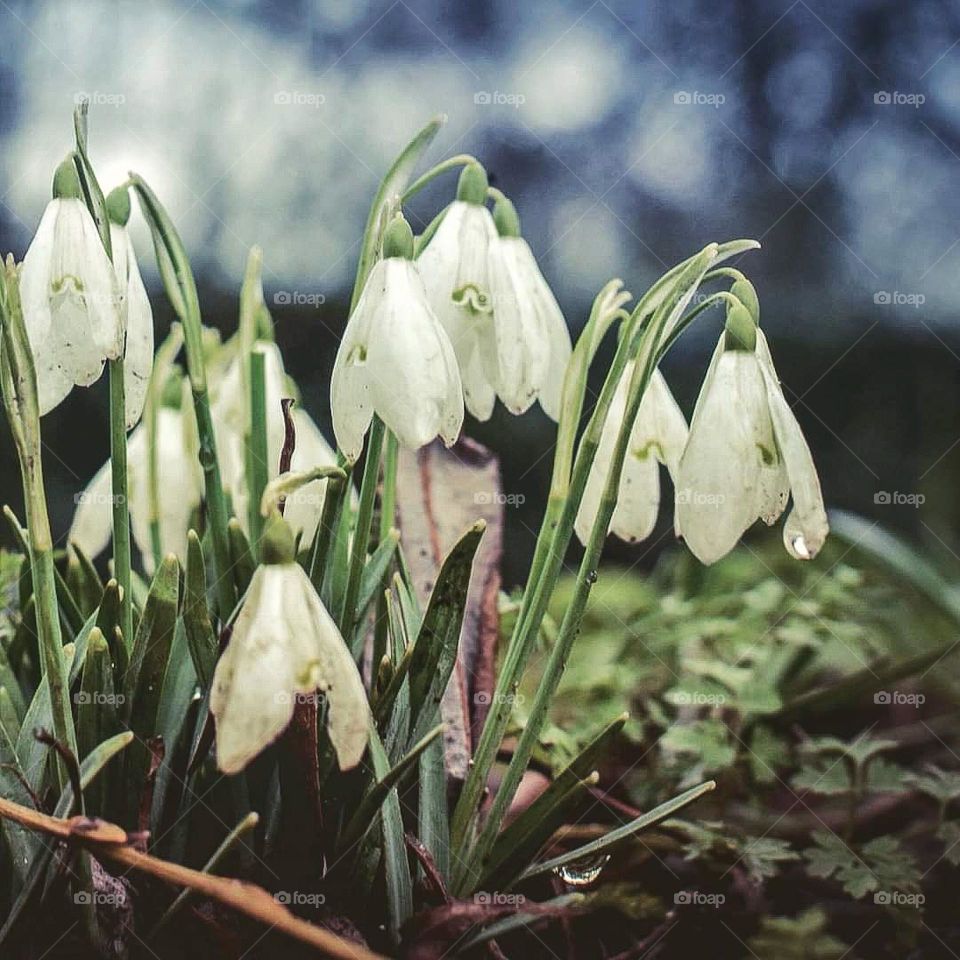 snow drops