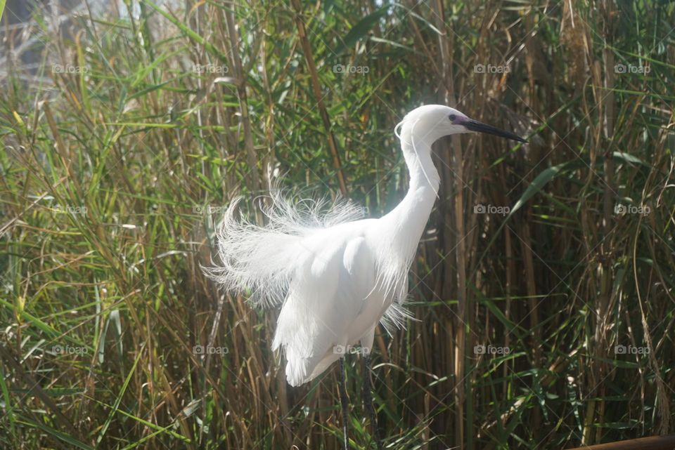 Bird#animal#nature