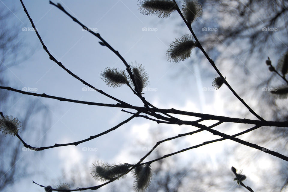 sky spring branch catkin by Nikita80