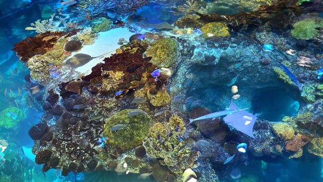 Stingray Swimming Within The Coral