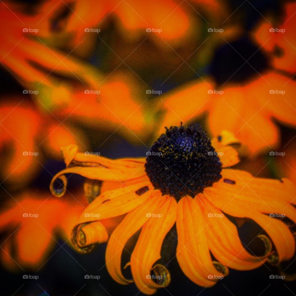 Sacral Chakra Ascender 