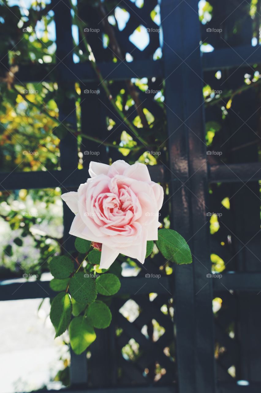 Rose in the Bronx. NY Botanical Gardens