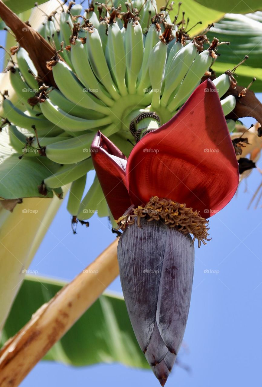 Vibrant red flower on the banana tree….. complete with many bananas, all set against a bright blue summer sky 