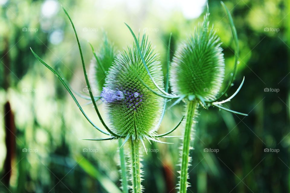 Close-up of Thistle