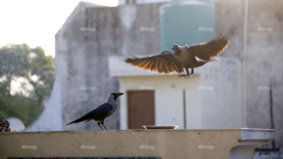 Two crows - one waiting - other landing - contrast - light.