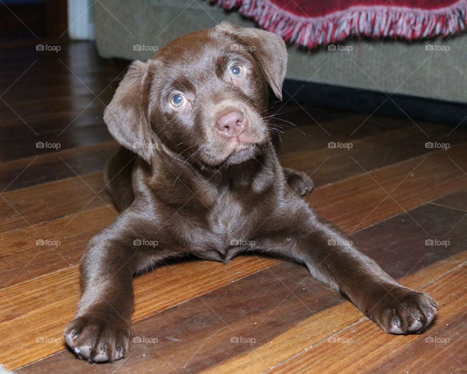 Chocolate Labrador puppy. sweet lab puppy