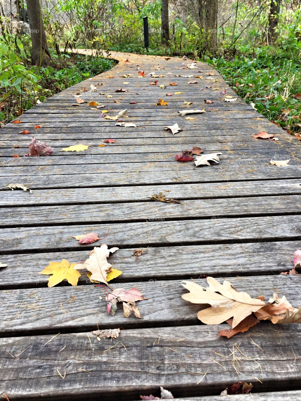 Autumn leaves on boardwalk at Eloise Butler garden 