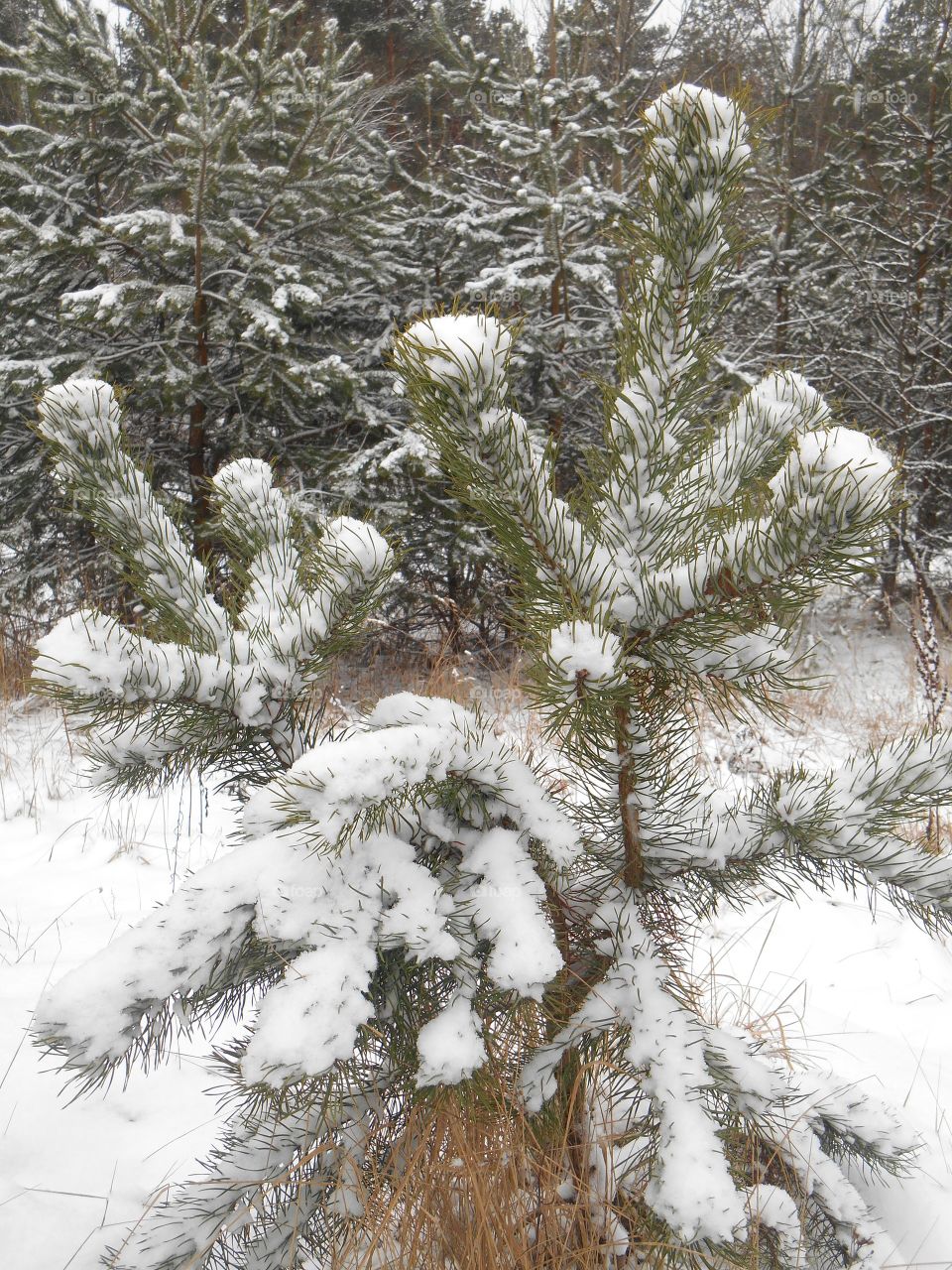 Winter, Christmas, Snow, Pine, Tree