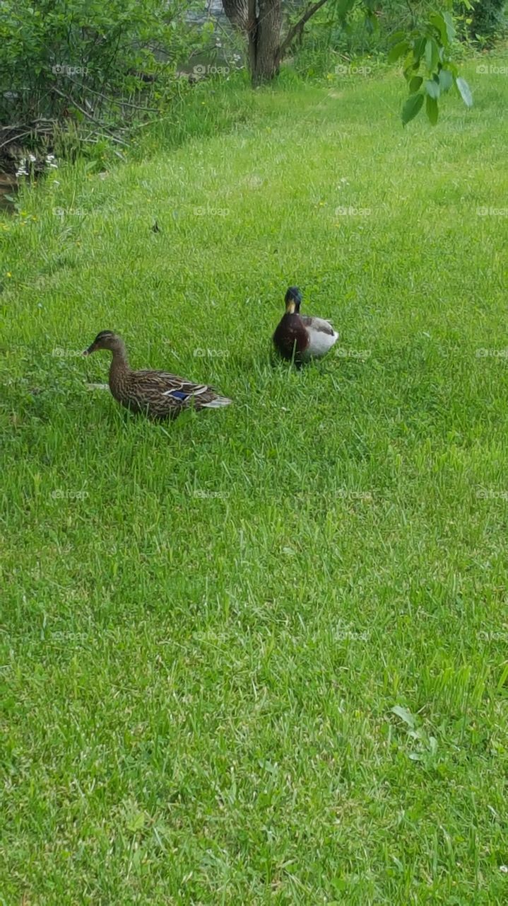 ducks on a golf course