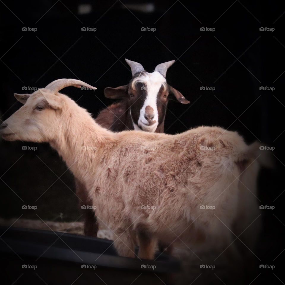 Two goats spend time meandering outside on a farm in Mount Juliet, Tennessee 