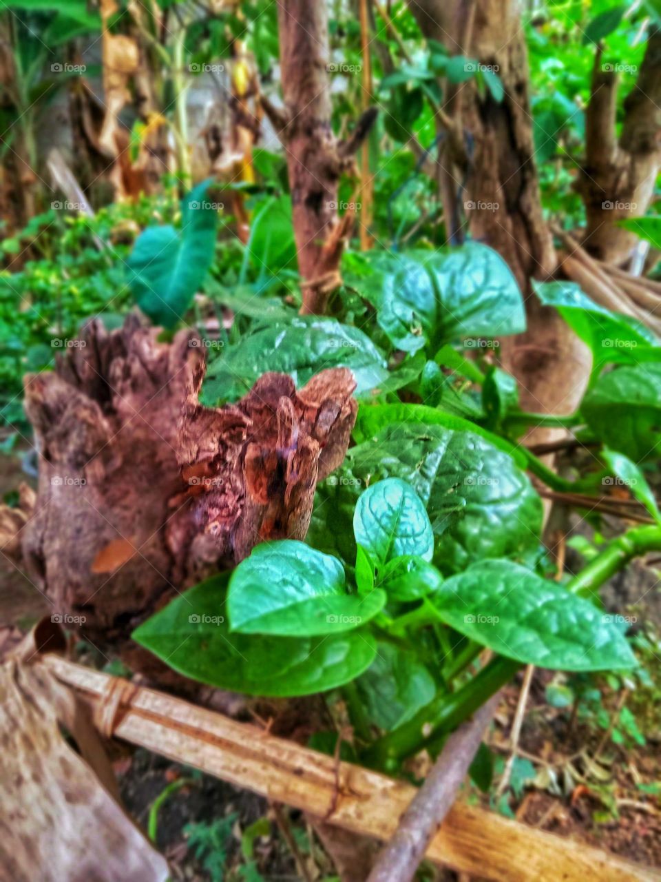 a plant in our garden