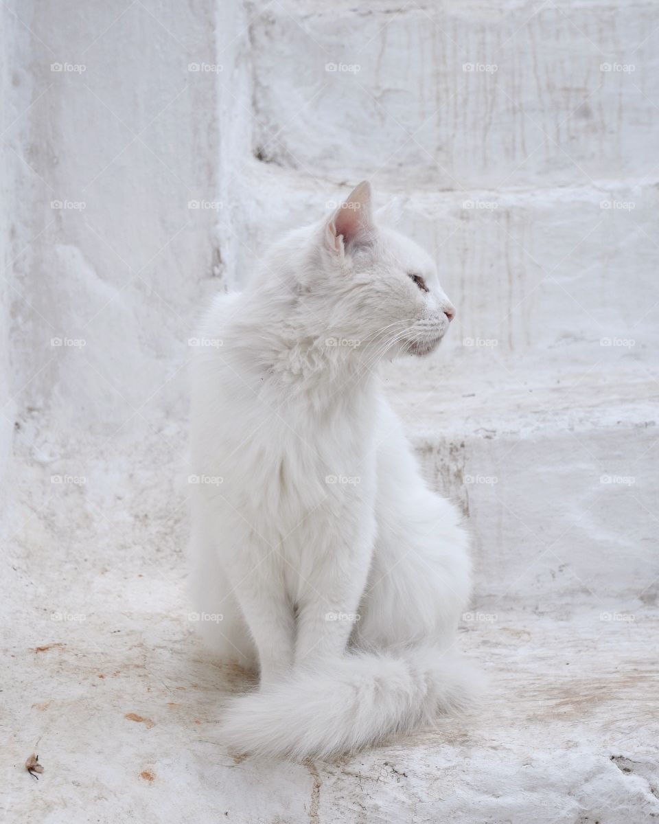 A white cat sitting on a stair in a Greek village