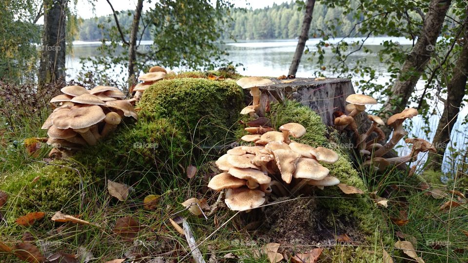 mushrooms growing on a stump