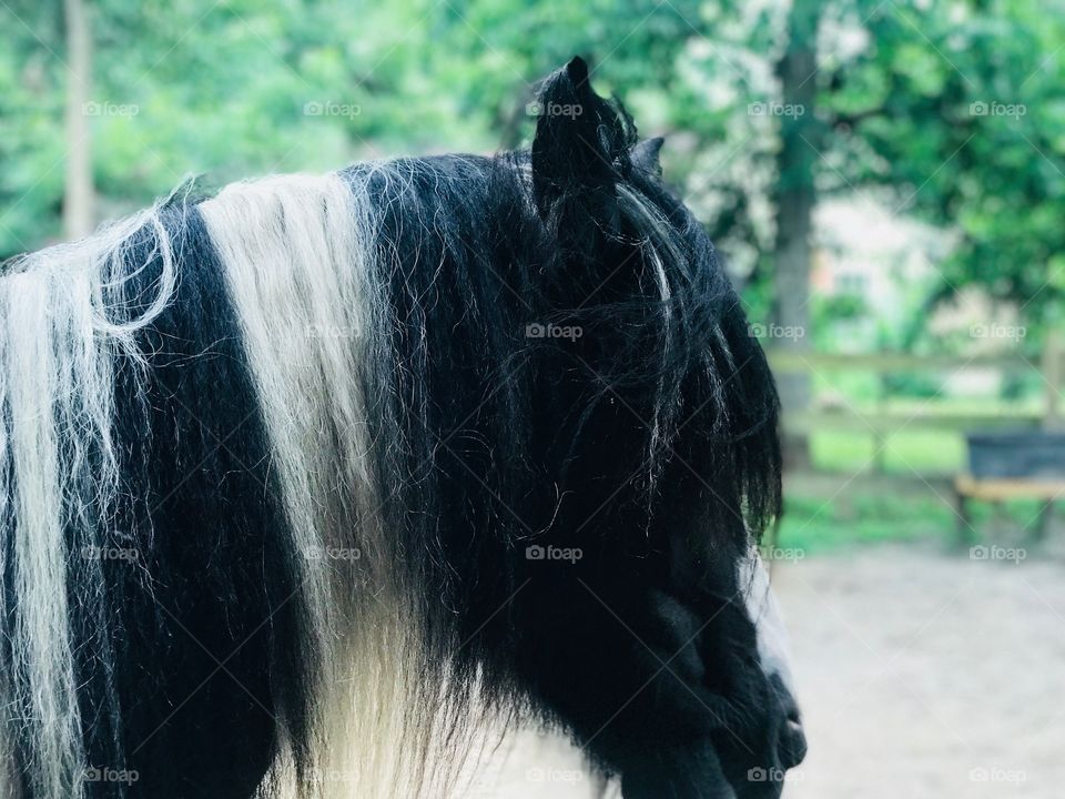 Mollie the beautiful black and white Gypsy Vanner horse hanging around and looking pretty. 