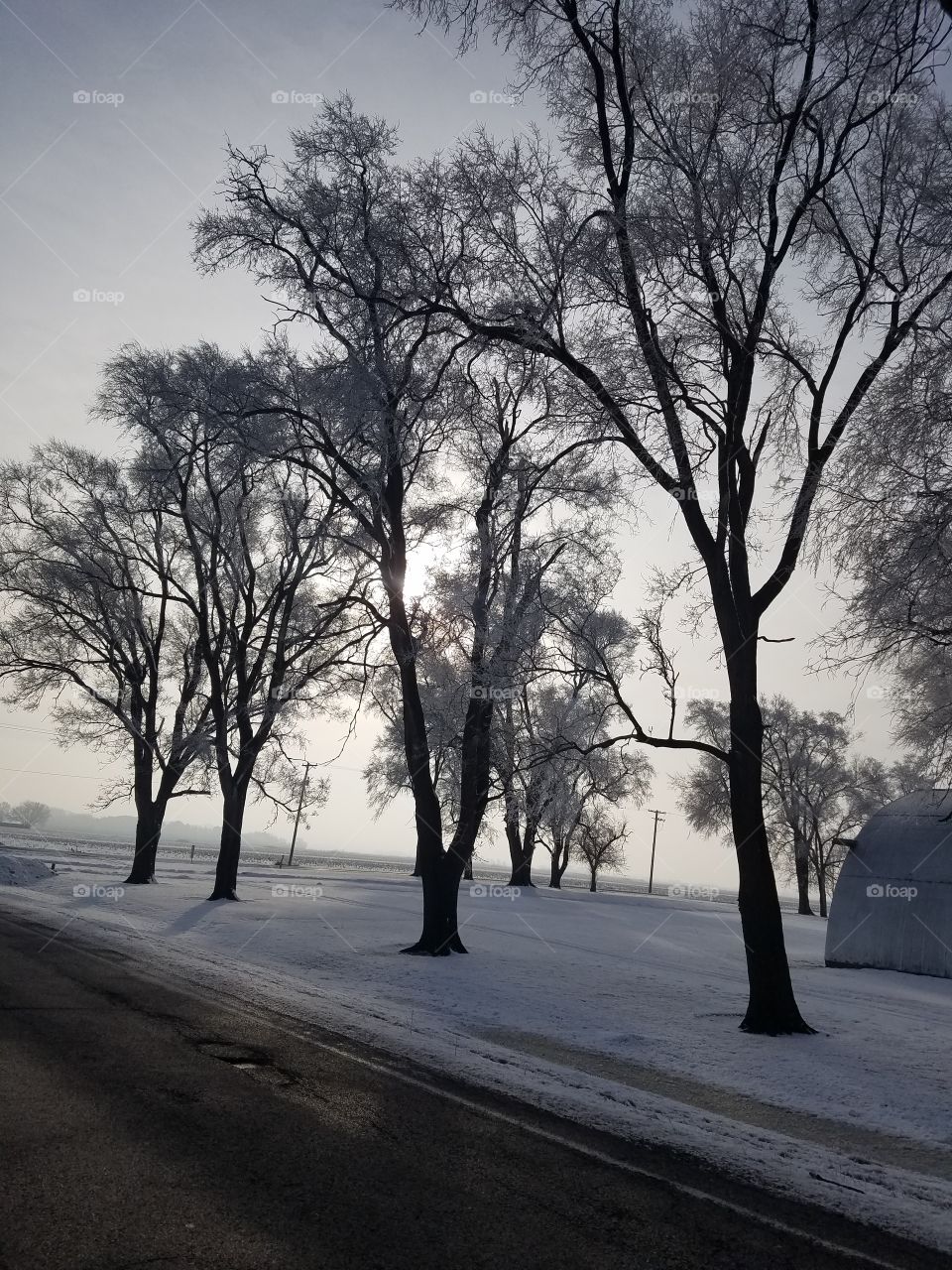 Foggy Winter Morning Through Trees