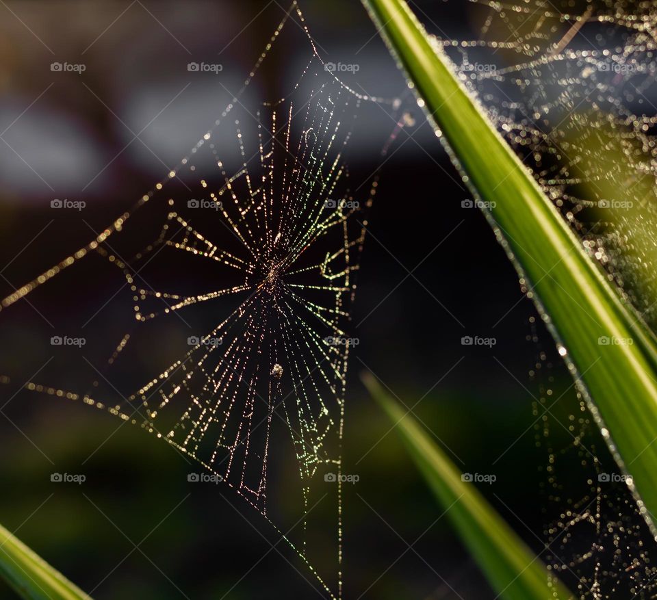 A dew covered cobweb reflecting the morning sun