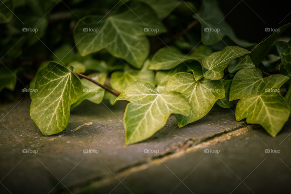 Leaf, Flora, Nature, No Person, Growth