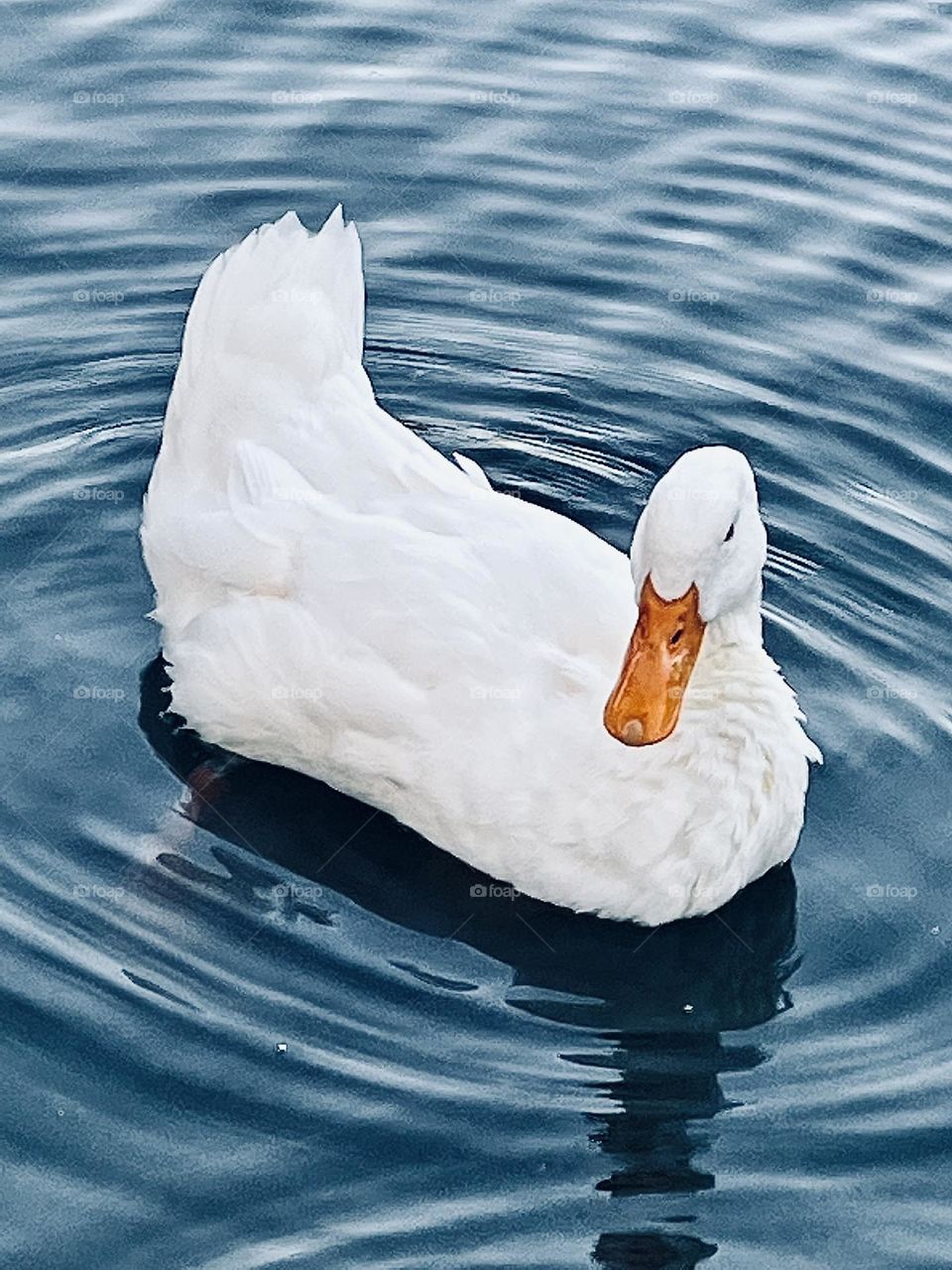 White Duck