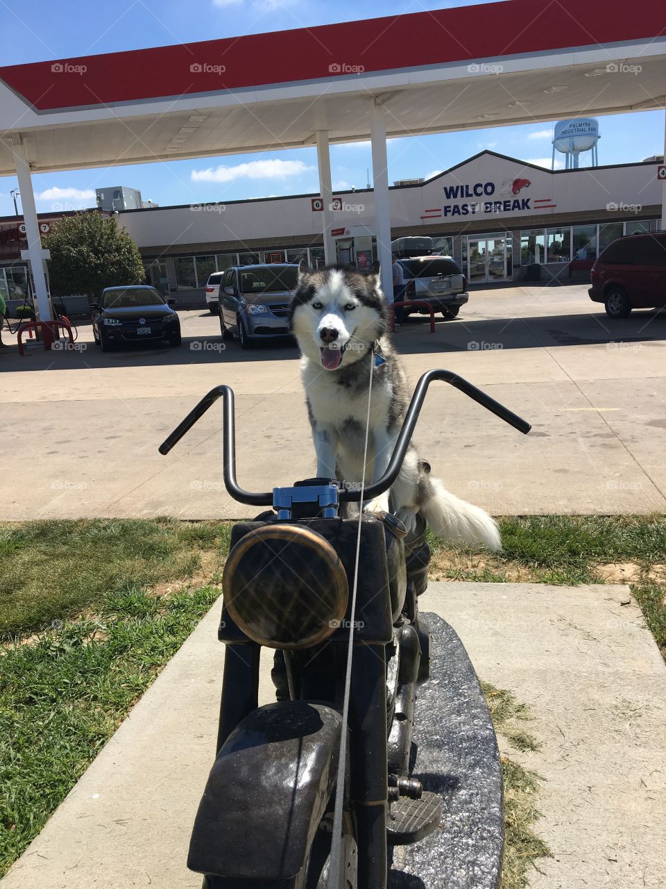 Husky on a motorcycle statue