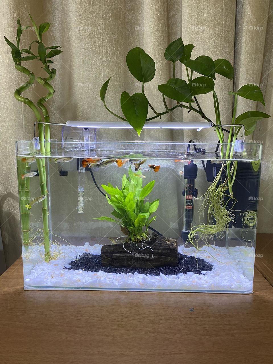 My small fish Aquarium where i enjoy seeing them everyday… if you like please like and comment also purchase plz