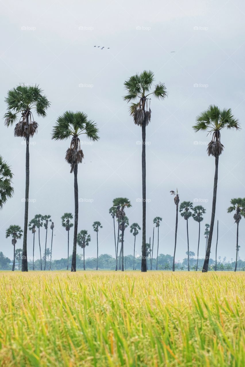 Beautiful sugar palm in rice fields at Thailand