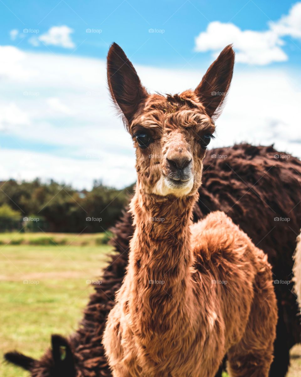 Retrato de una alpaca en el santuario de Sacsayhuaman, Cusco, Perú 